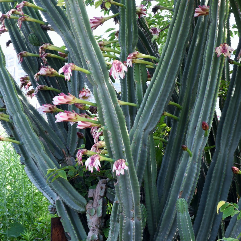Pylväskaktus - Cereus peruvianus