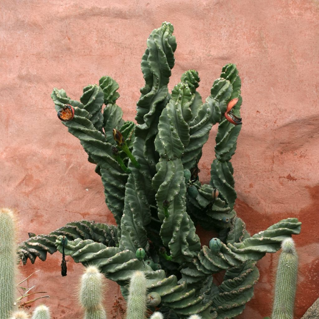 Pylväskaktus Spiralis
