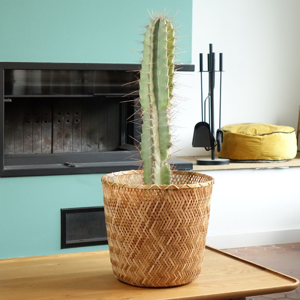 Pylväskaktus - Cereus peruvianus