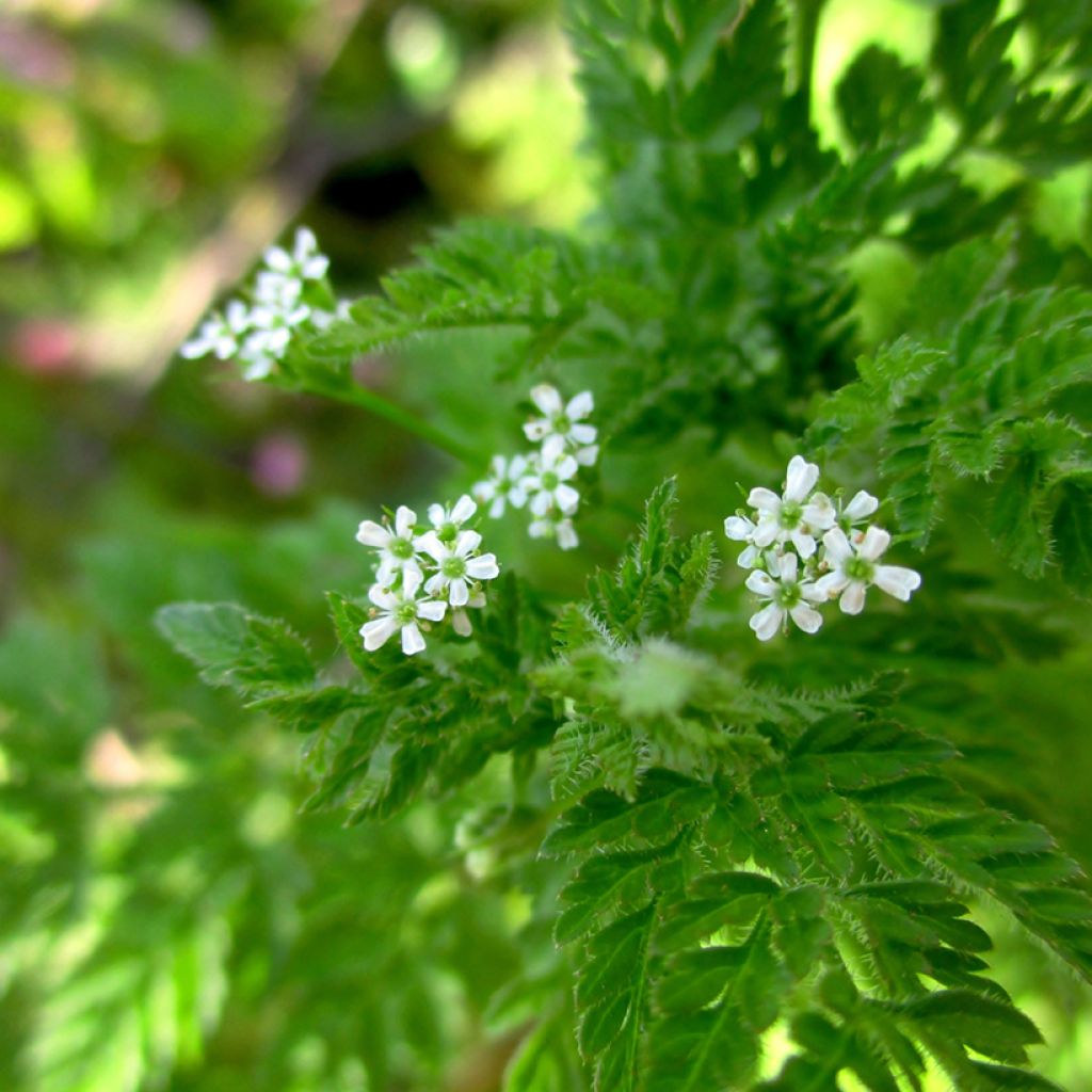 Maustekirveli Vilmorin - Anthriscus cerefolium
