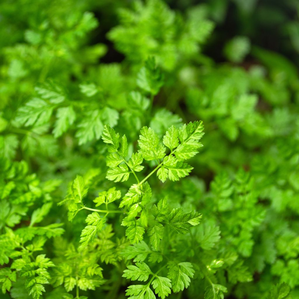 Kähärä maustekirveli Vilmorin - Anthriscus cerefolium