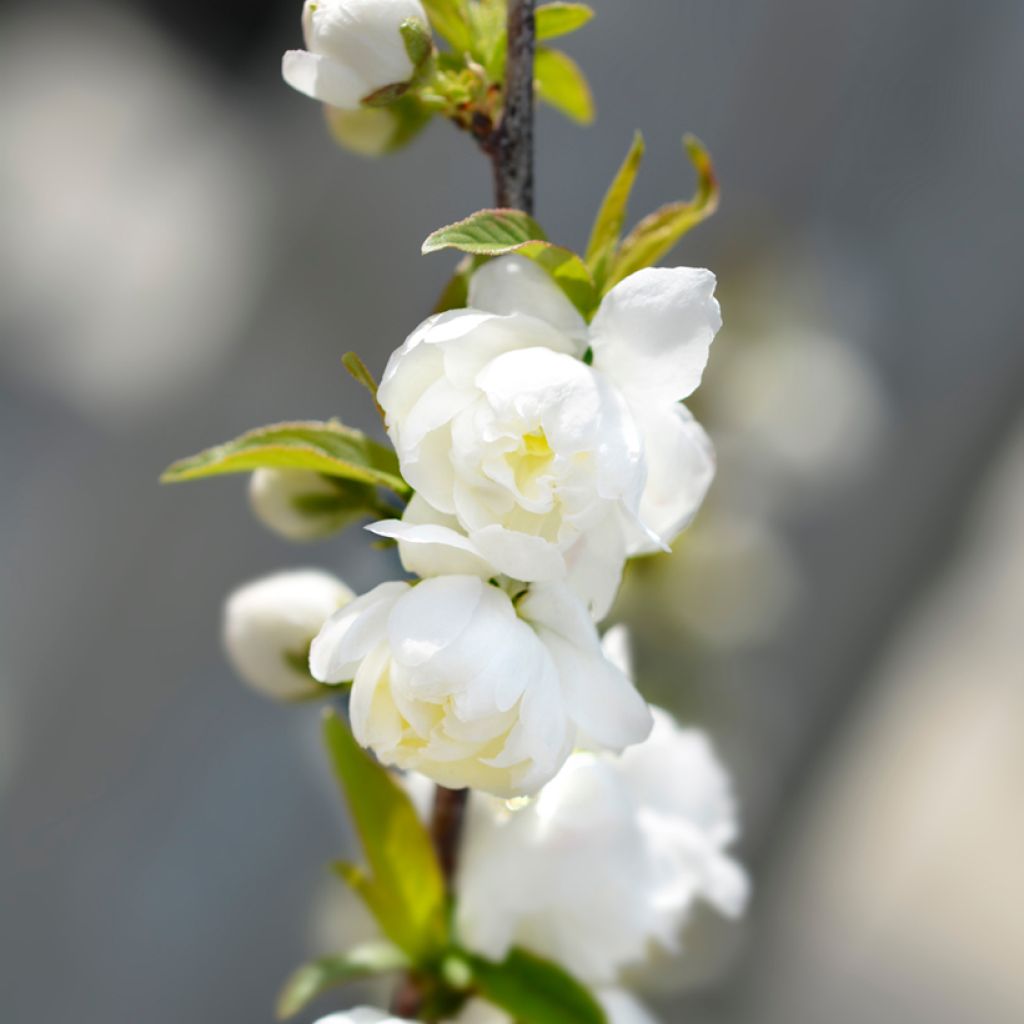 Mantelikirsikka Alba Plena