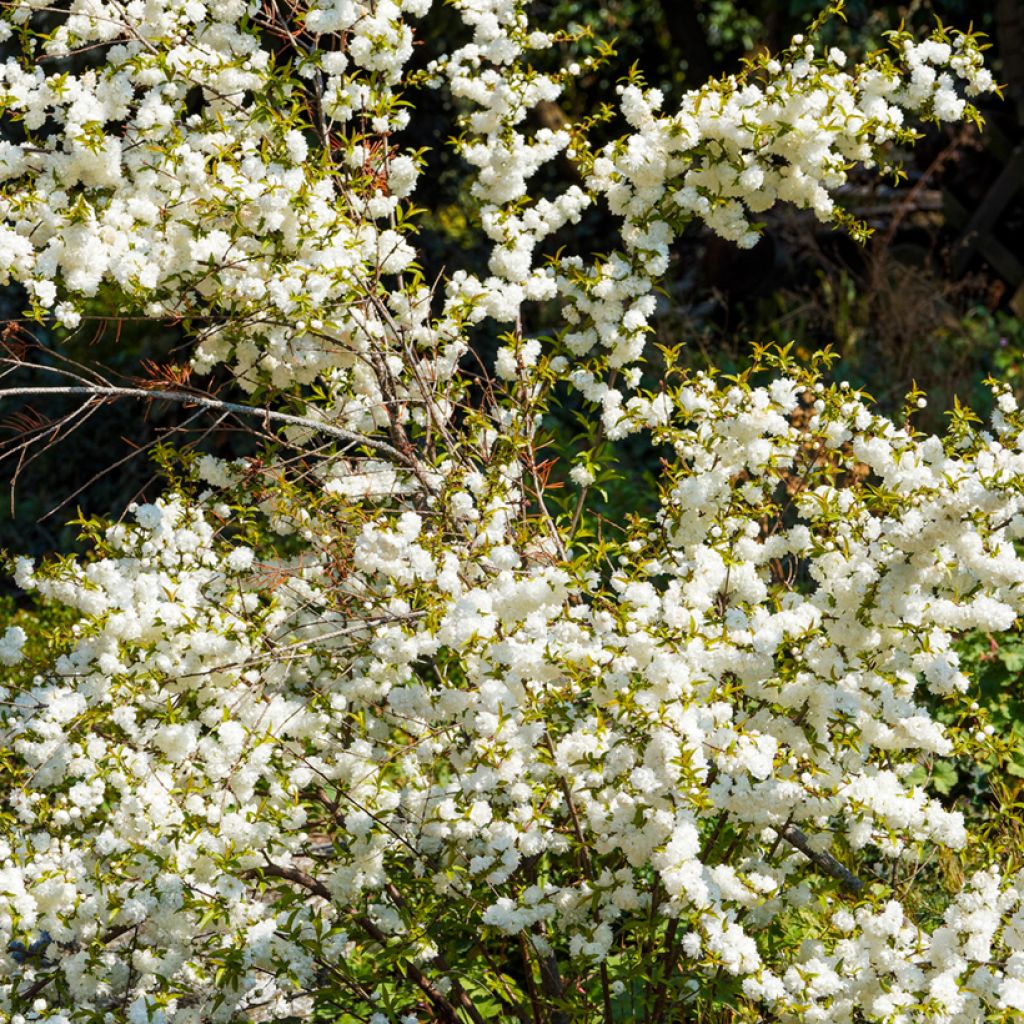 Mantelikirsikka Alba Plena