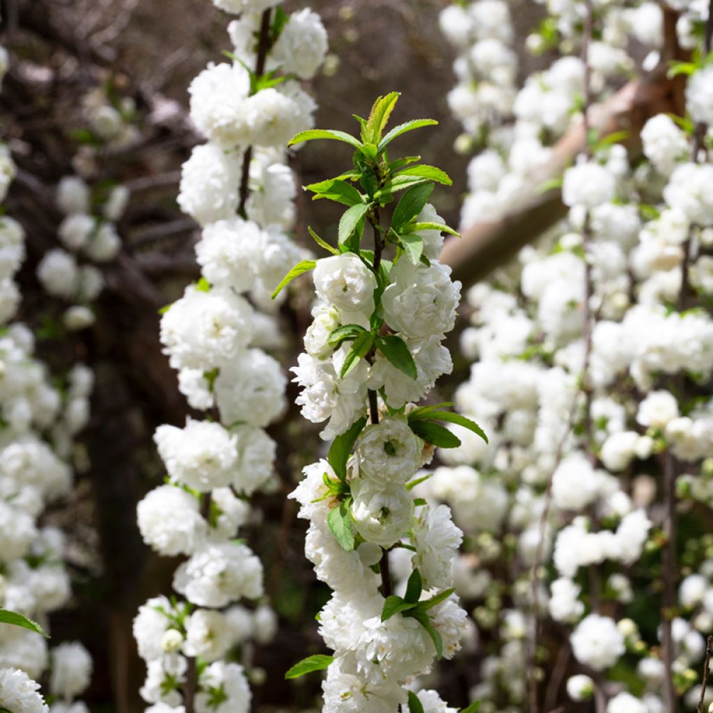 Mantelikirsikka Alba Plena