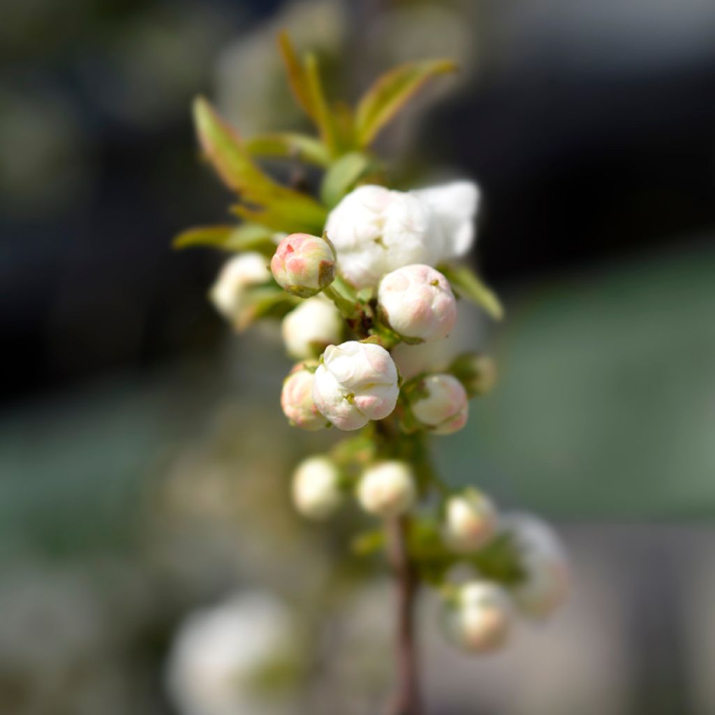 Mantelikirsikka Alba Plena