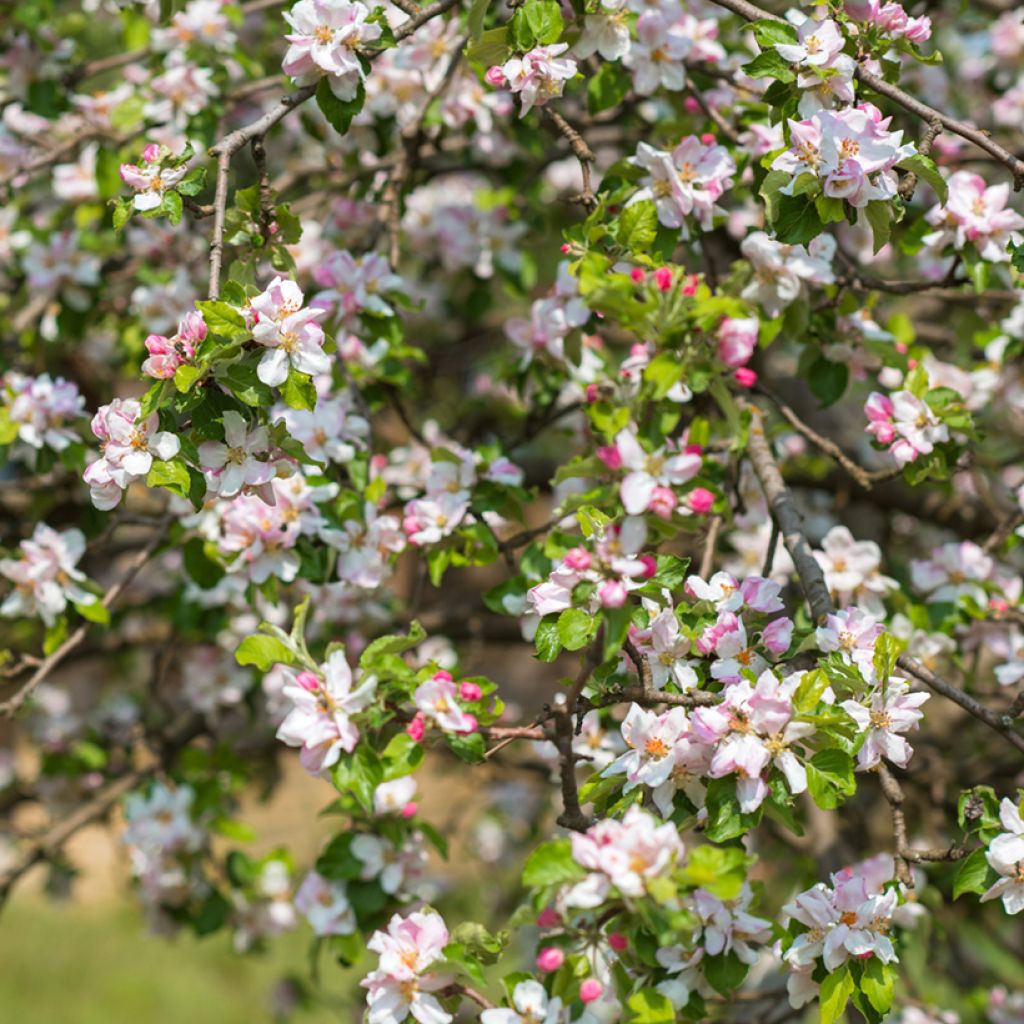 Kirsikkaluumu - Prunus cerasifera