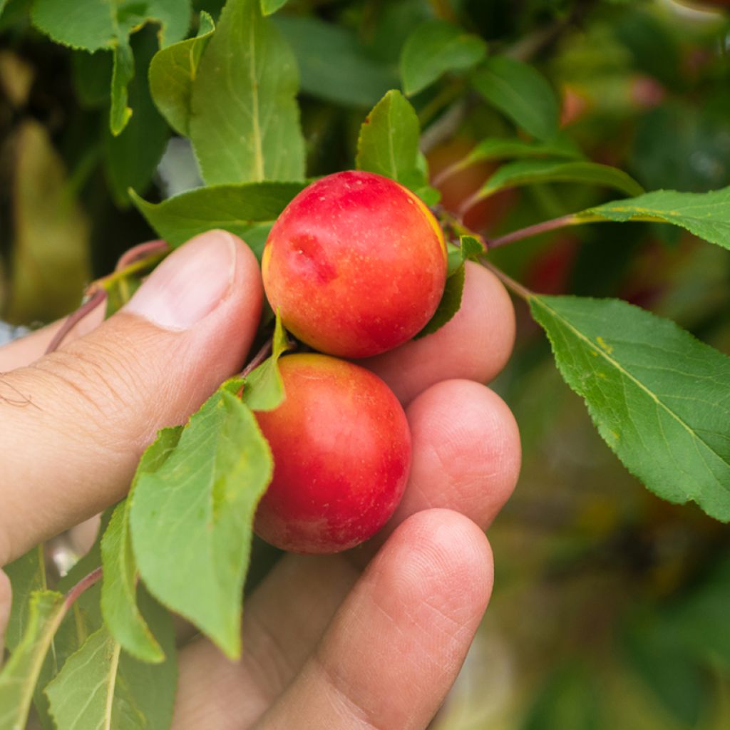Kirsikkaluumu - Prunus cerasifera