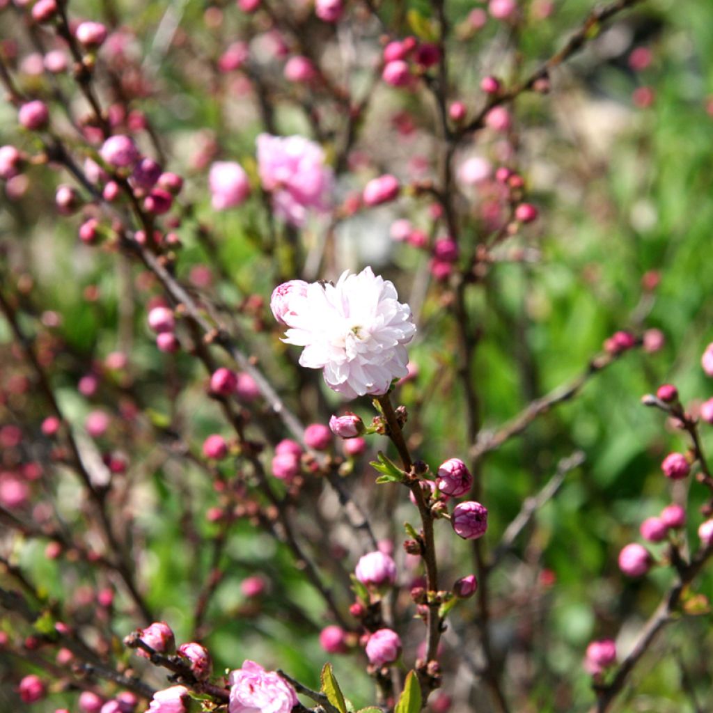 Mantelikirsikka Rosea Plena