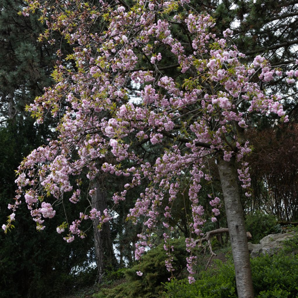 Japaninkirsikka Kiku-Shidare-Zakura