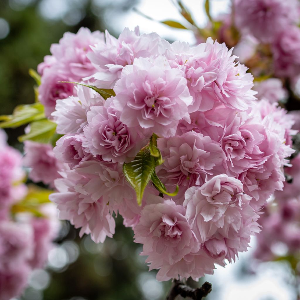 Japaninkirsikka Kiku-Shidare-Zakura