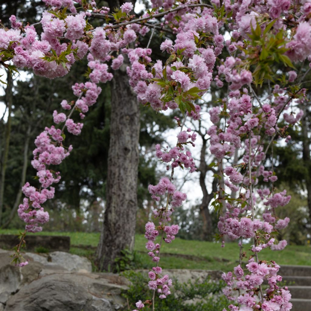 Japaninkirsikka Kiku-Shidare-Zakura
