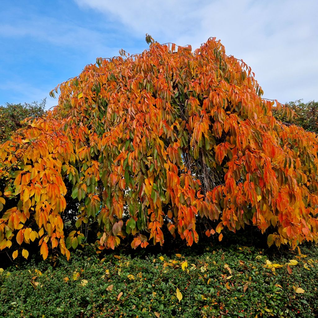 Japaninkirsikka Kiku-Shidare-Zakura