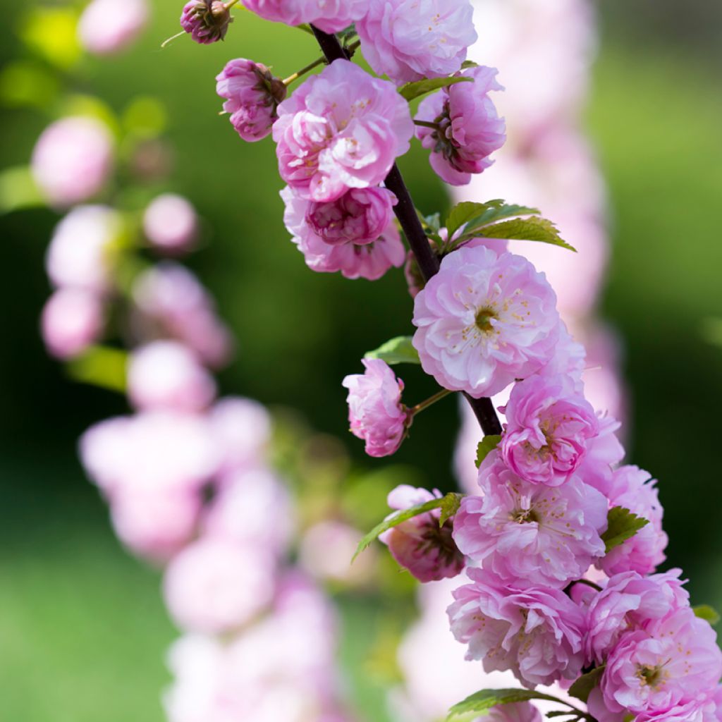 Japaninkirsikka Pink Perfection