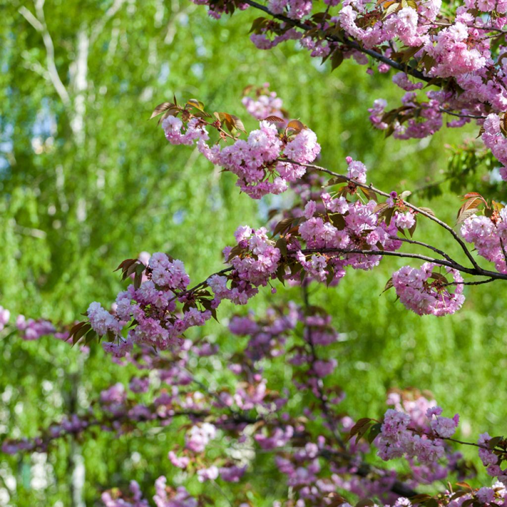 Japaninkirsikka Pink Perfection