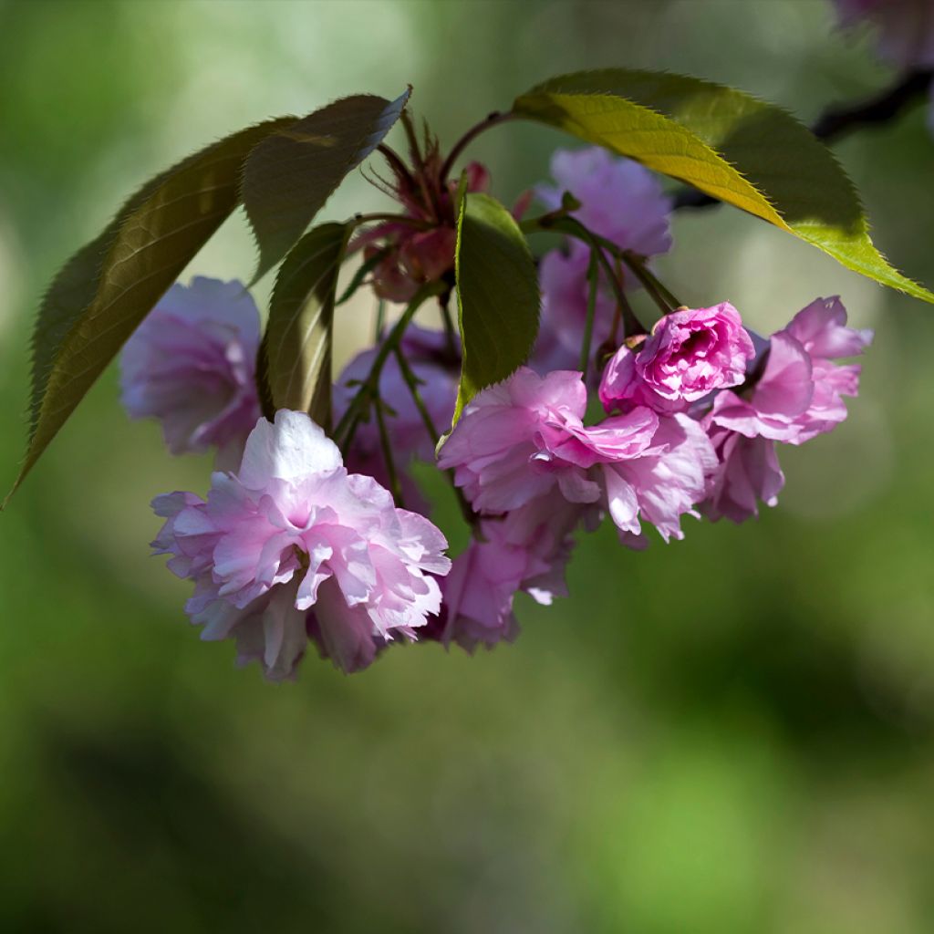 Japaninkirsikka Pink Perfection