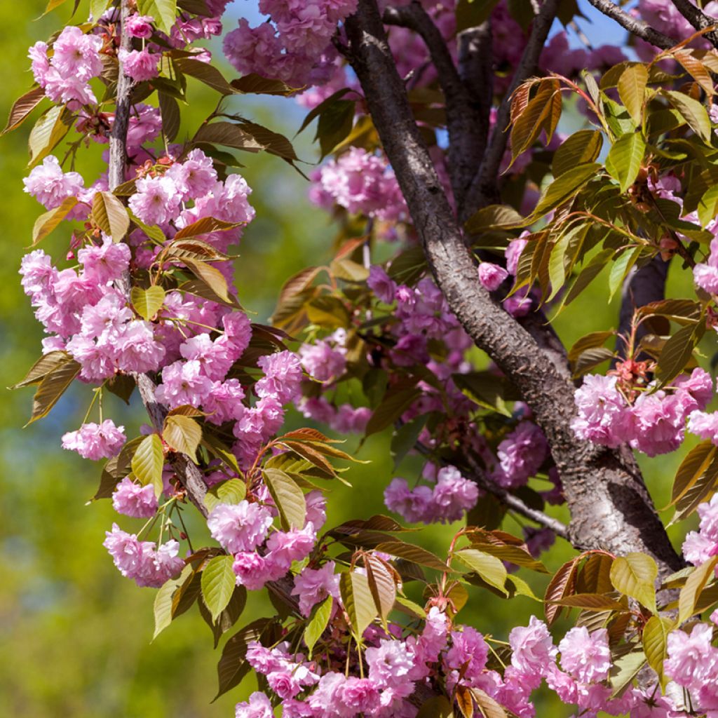 Japaninkirsikka Pink Perfection