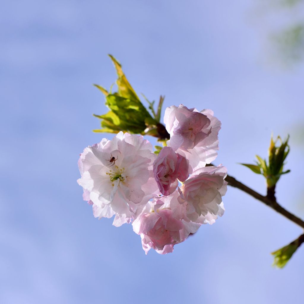 Japaninkirsikka Shirofugen
