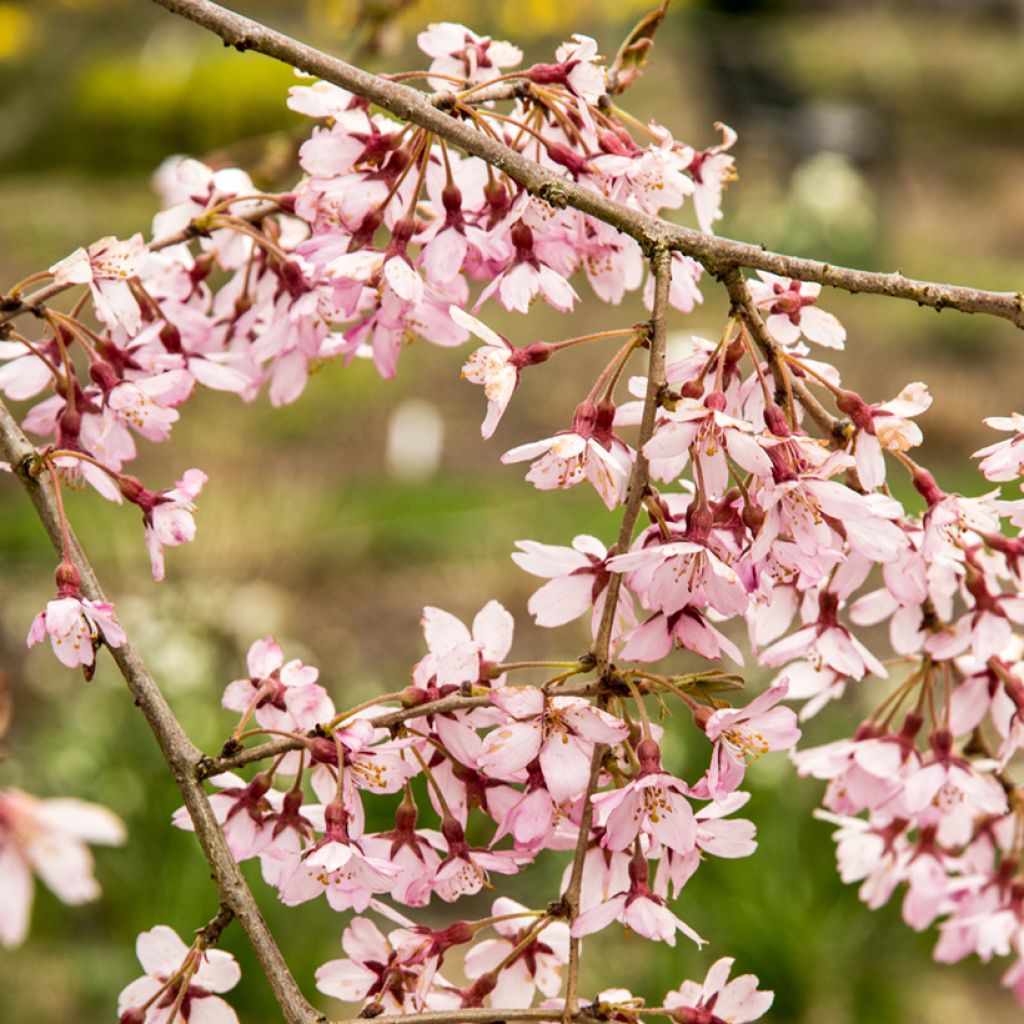 Riippukirsikka Pendula Rubra