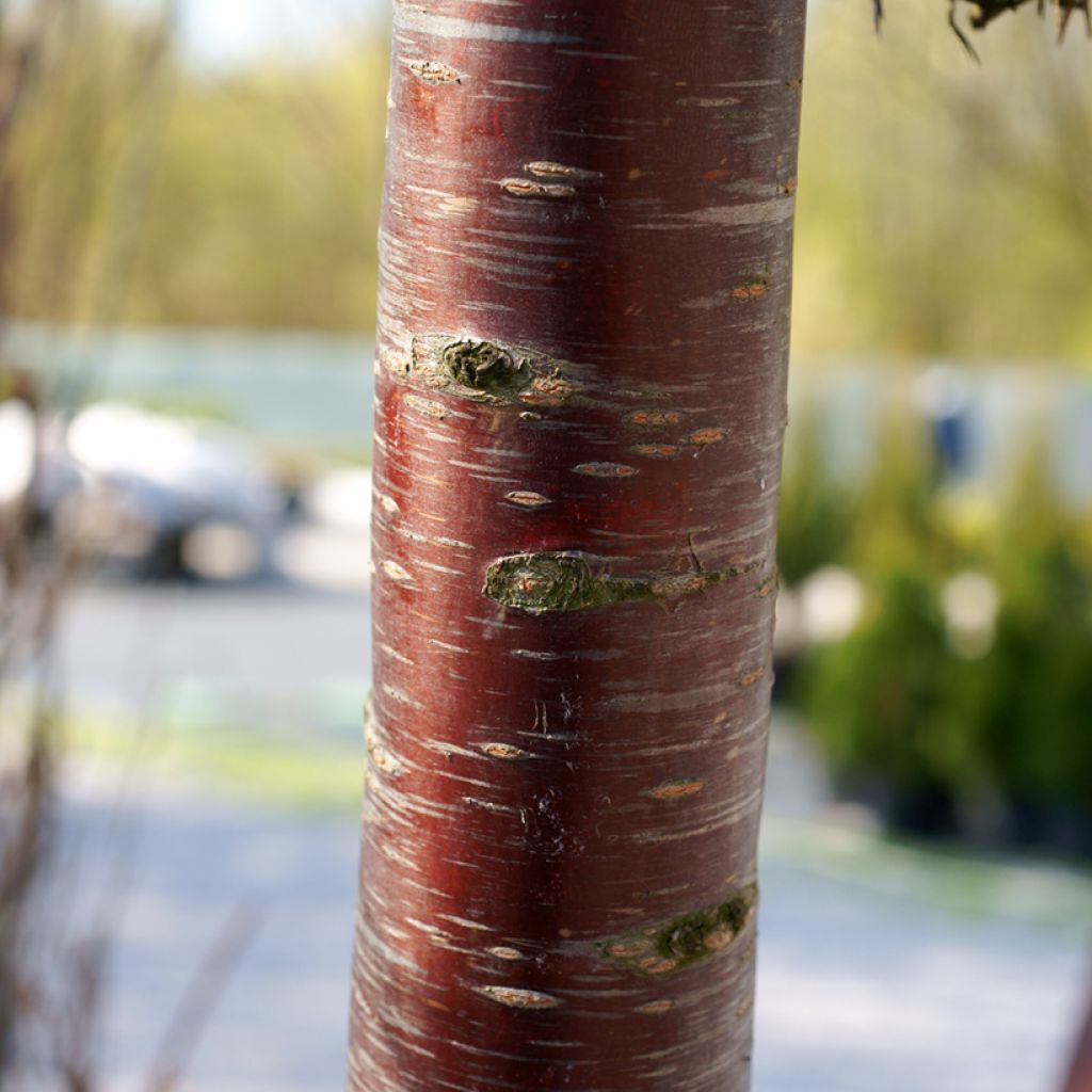 Riippukirsikka Pendula Rubra