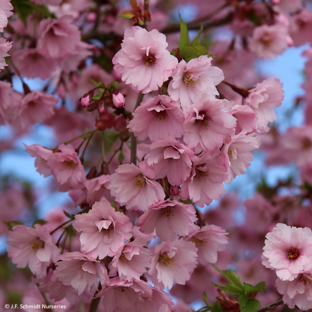 Laakerikirsikka First Blush