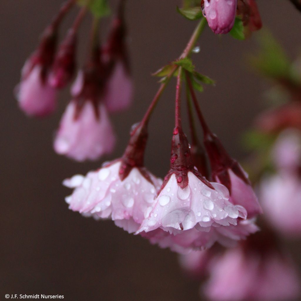 Laakerikirsikka First Blush