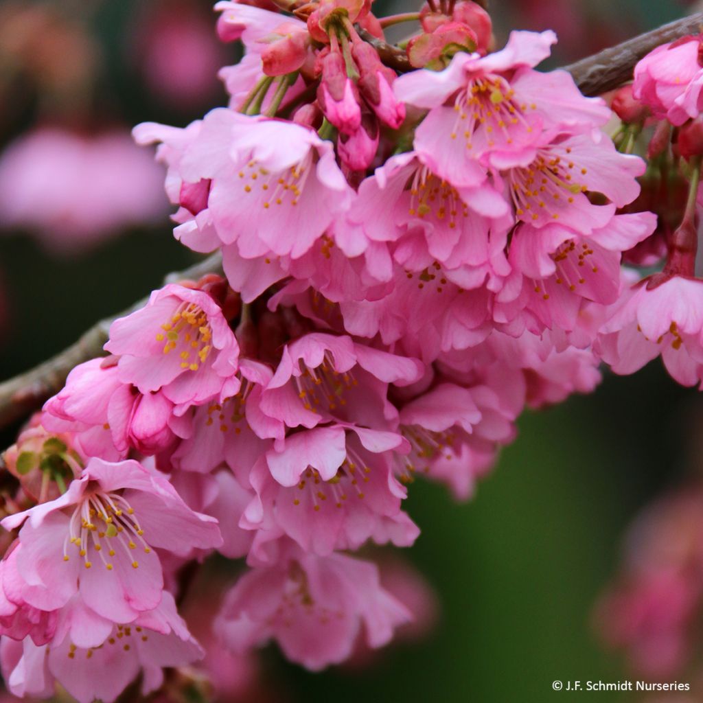 Laakerikirsikka Pink Cascade
