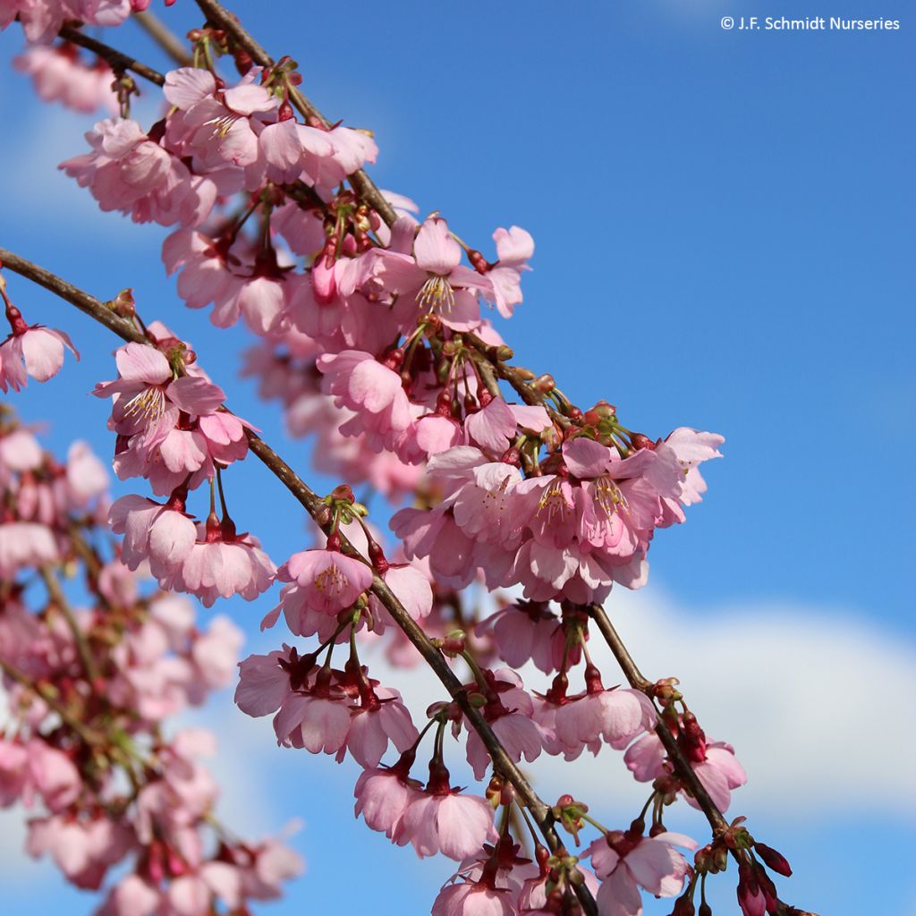 Laakerikirsikka Pink Cascade