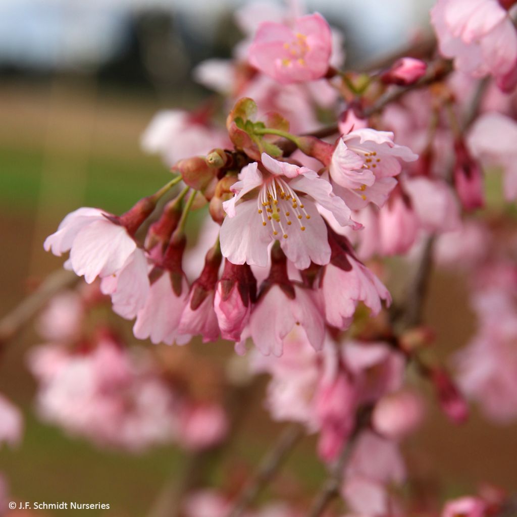 Laakerikirsikka Pink Cascade