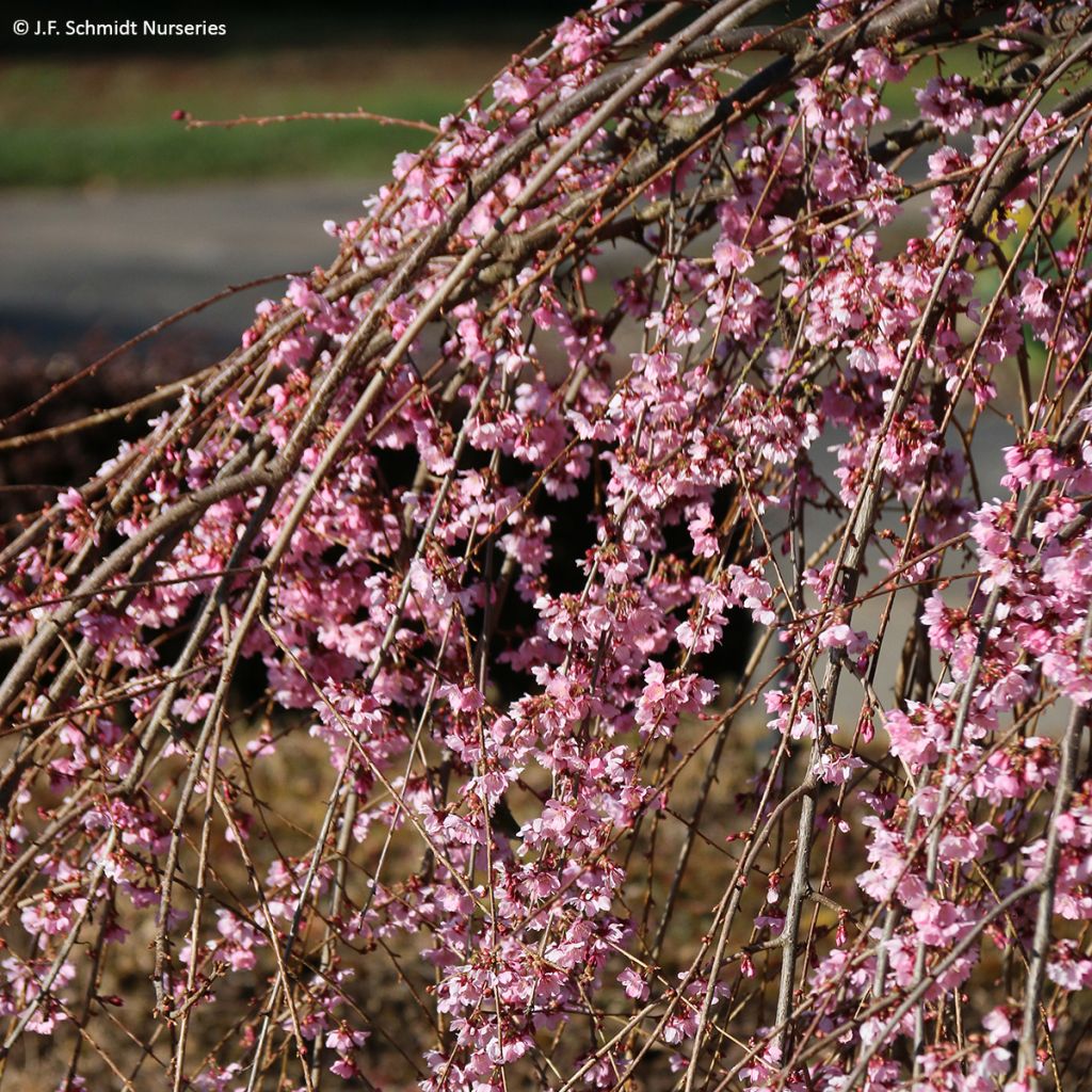 Laakerikirsikka Pink Cascade