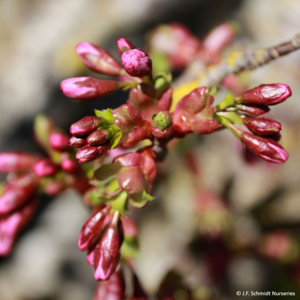 Laakerikirsikka Pink Cascade