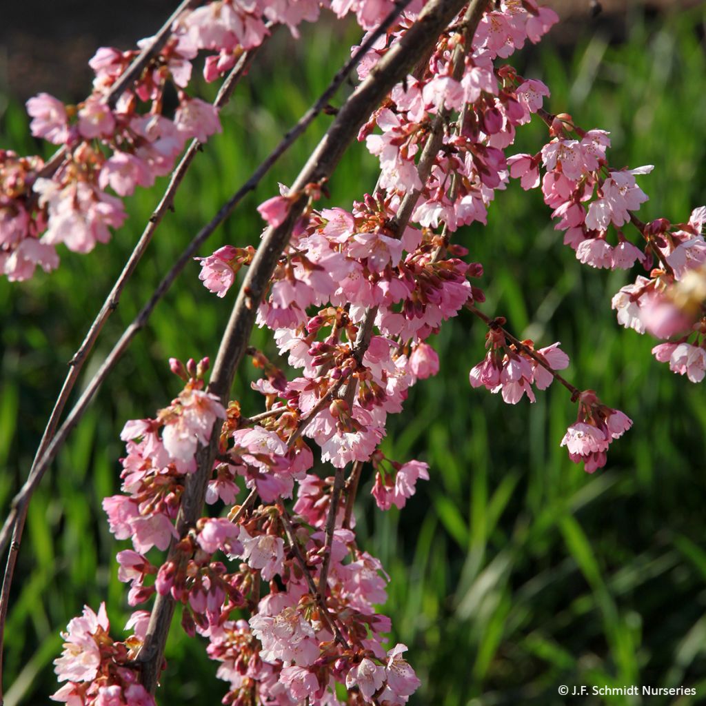 Laakerikirsikka Pink Cascade