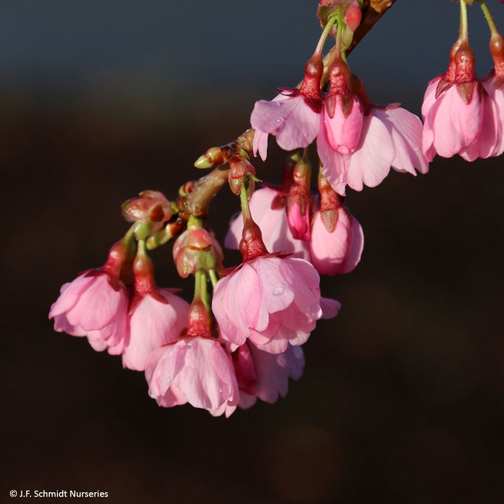 Laakerikirsikka Pink Cascade