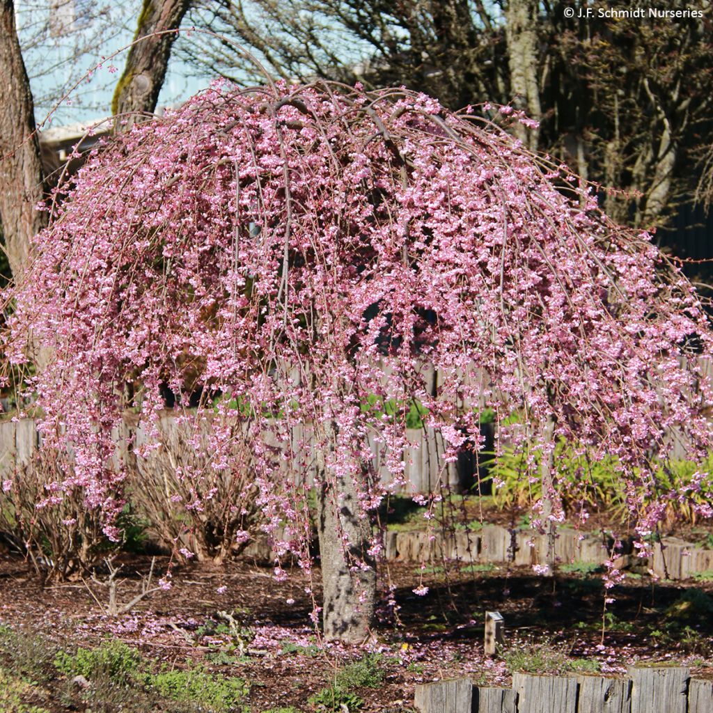 Laakerikirsikka Pink Cascade