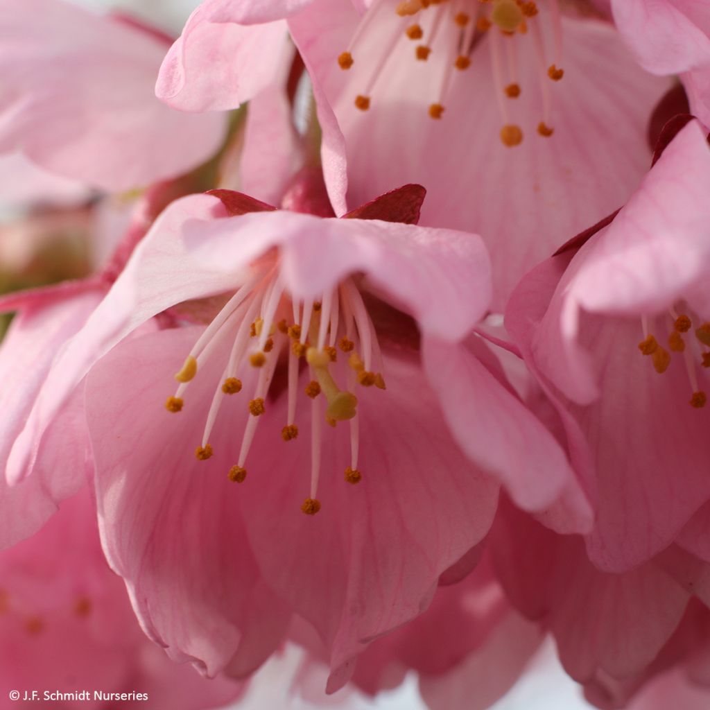 Laakerikirsikka Pink Cascade