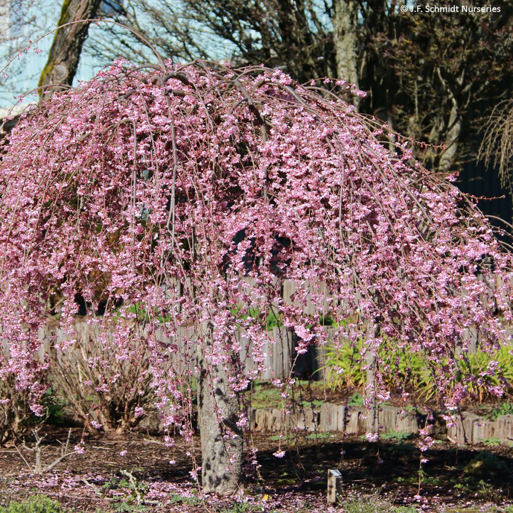 Laakerikirsikka Pink Cascade