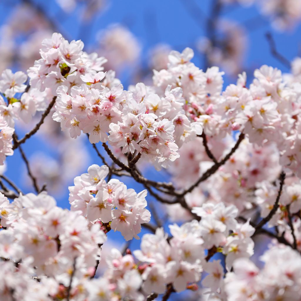 Yoshinonkirsikka - Prunus x yedoensis