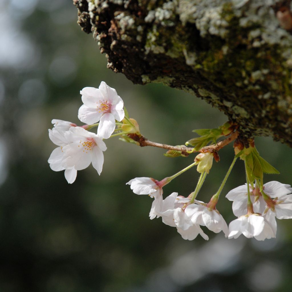 Yoshinonkirsikka - Prunus x yedoensis