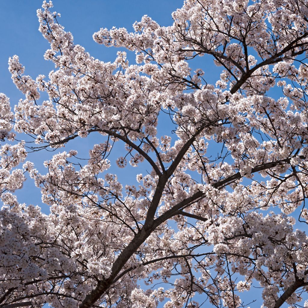 Yoshinonkirsikka - Prunus x yedoensis
