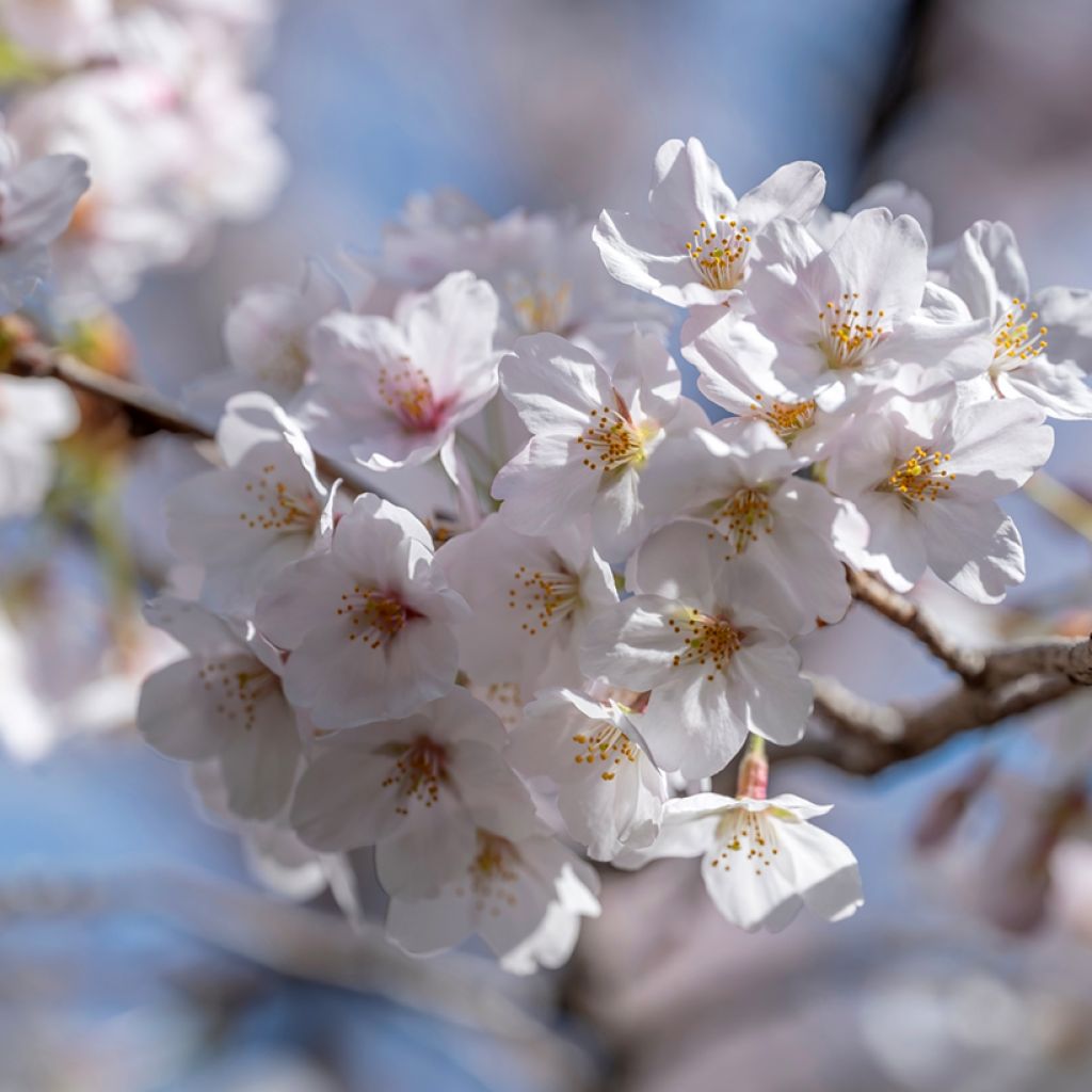Yoshinonkirsikka - Prunus x yedoensis