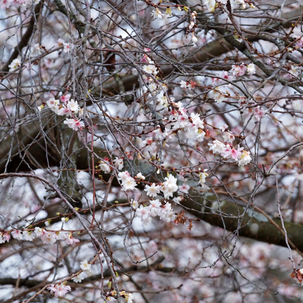 Riippukirsikka Autumnalis Rosea