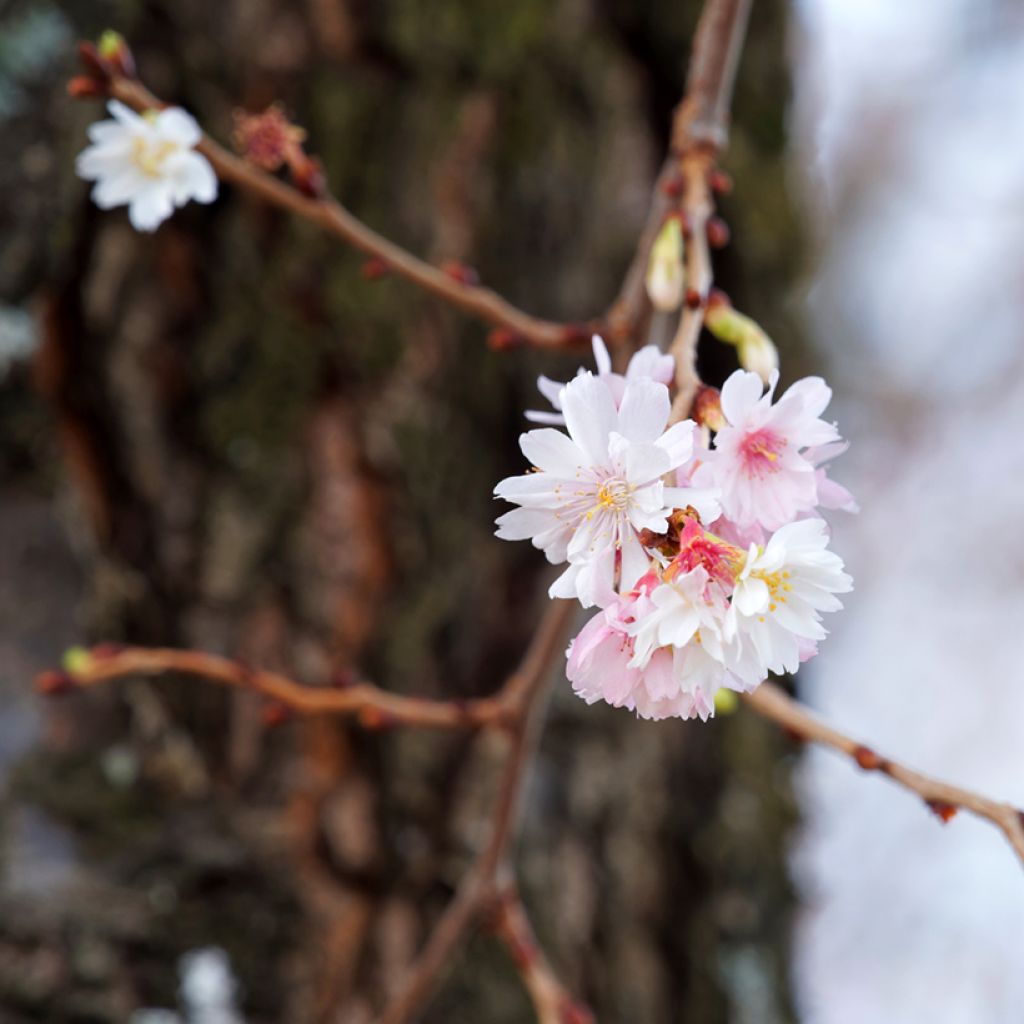 Riippukirsikka Autumnalis Rosea