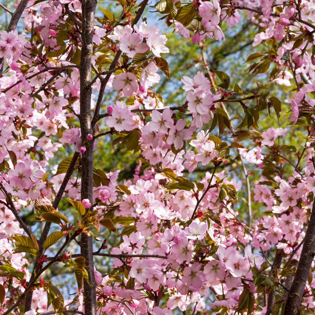 Rusokirsikka - Prunus sargentii