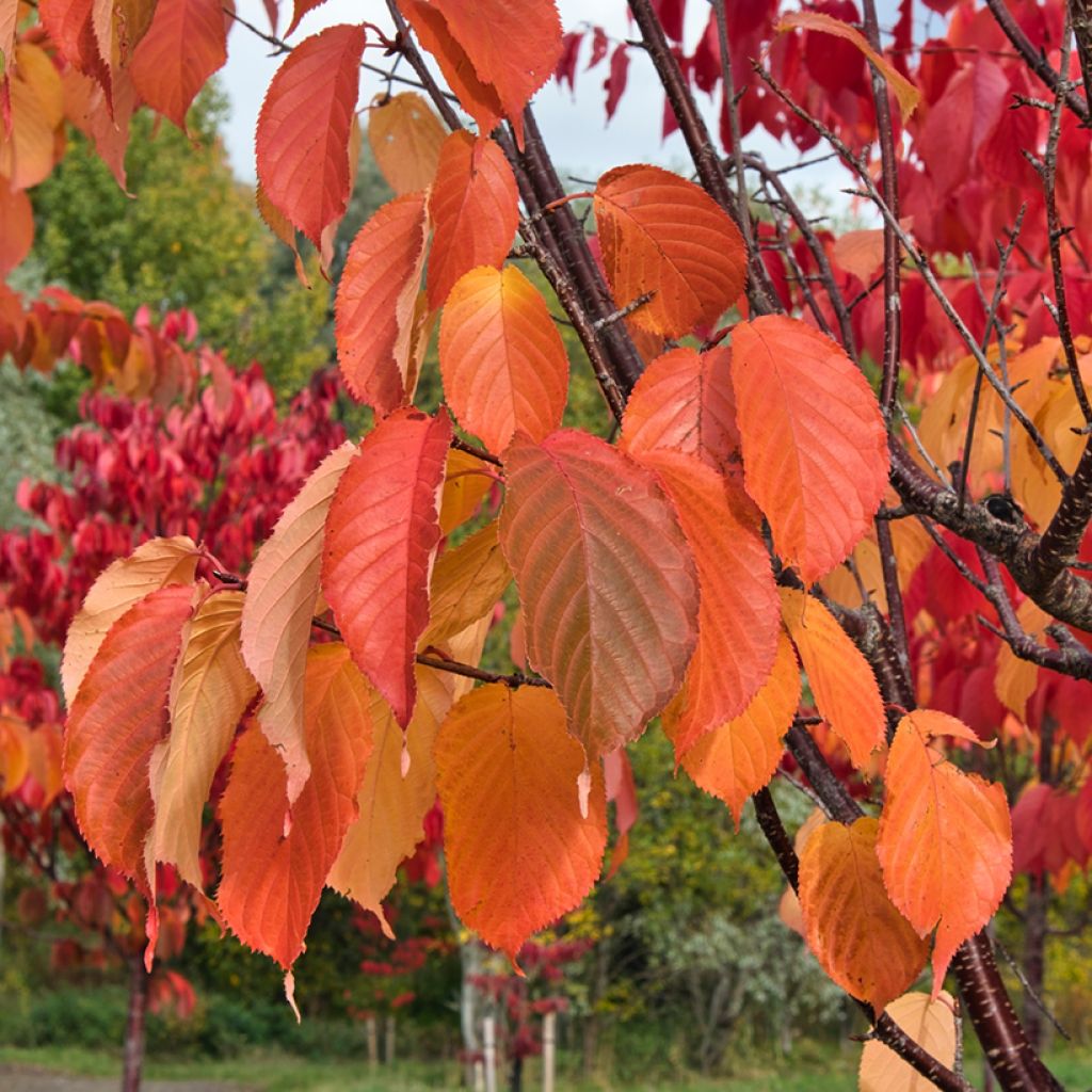 Rusokirsikka - Prunus sargentii