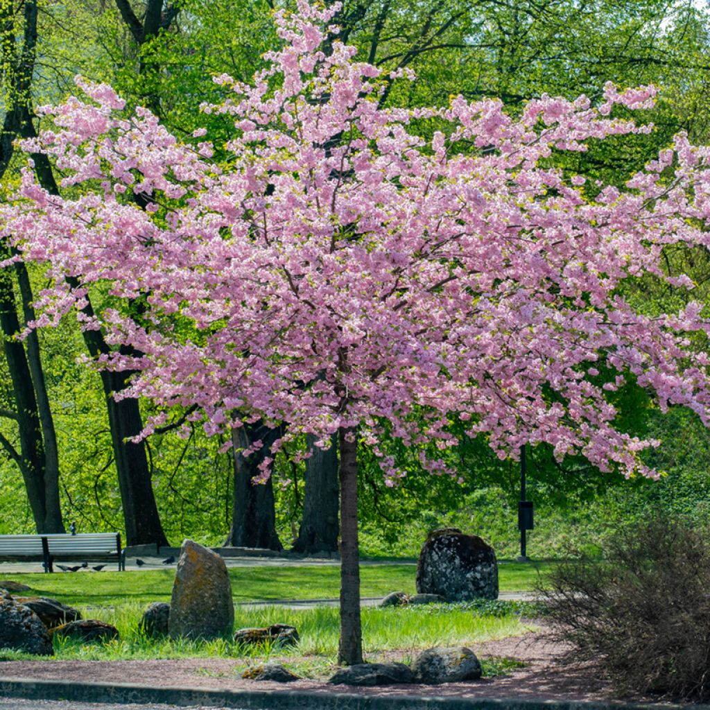 Rusokirsikka - Prunus sargentii