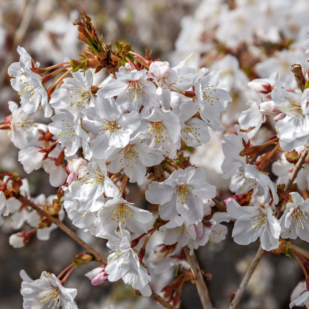 Japaninkääpiökirsikka Mikinori