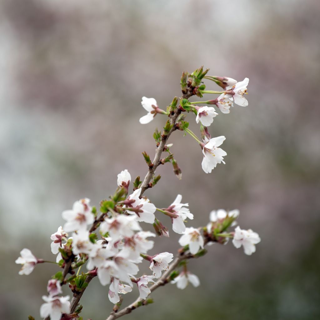 Japaninkääpiökirsikka Kojo no mai