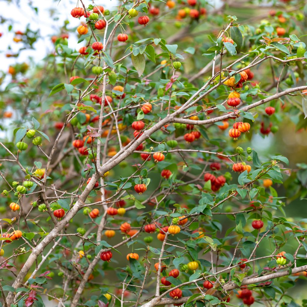 Surinaminkirsikka - Eugenia uniflora