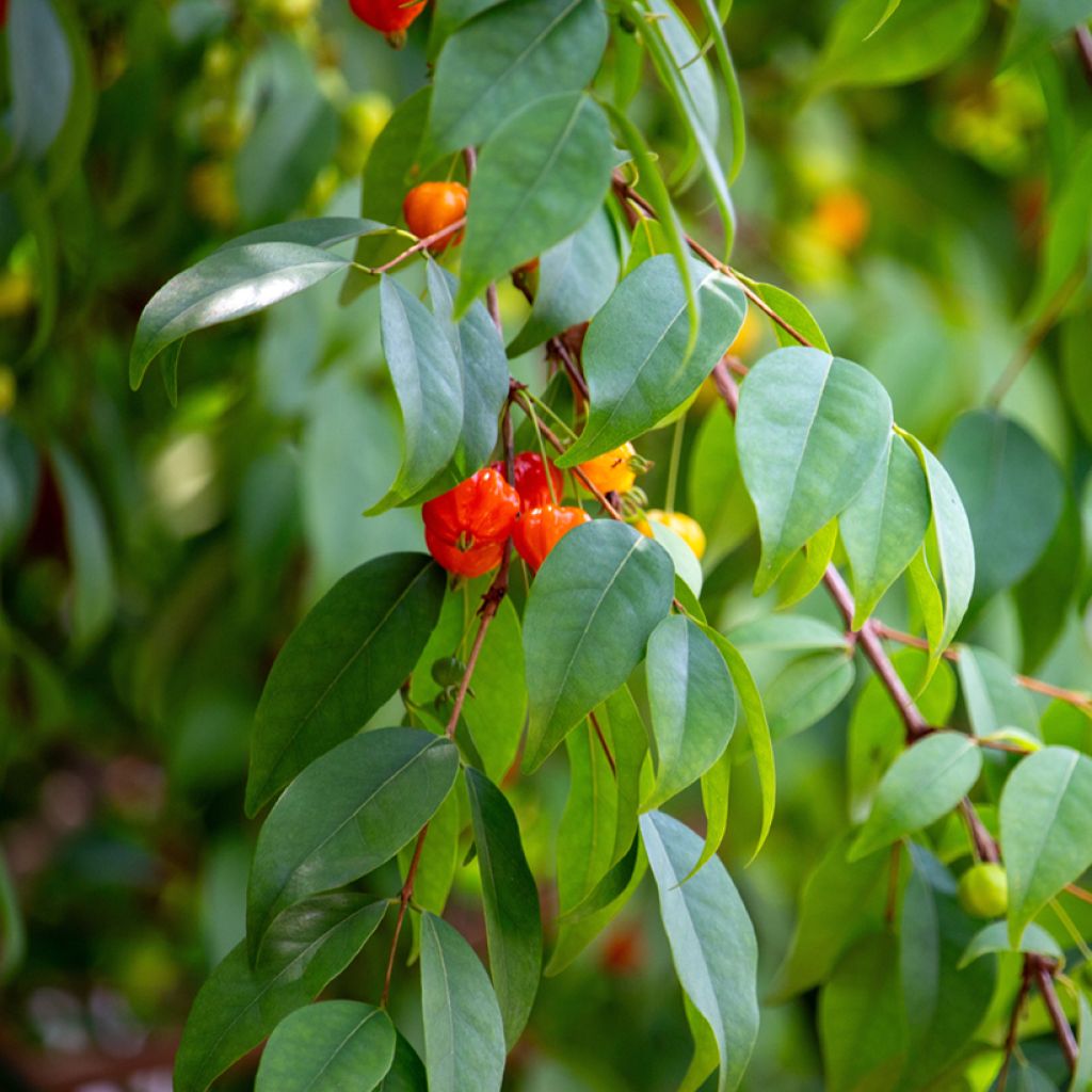 Surinaminkirsikka - Eugenia uniflora