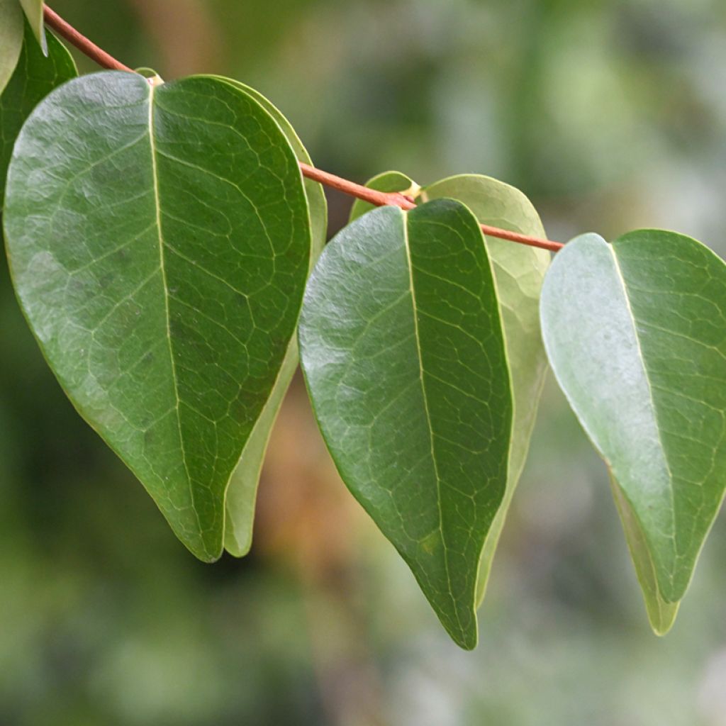 Surinaminkirsikka - Eugenia uniflora