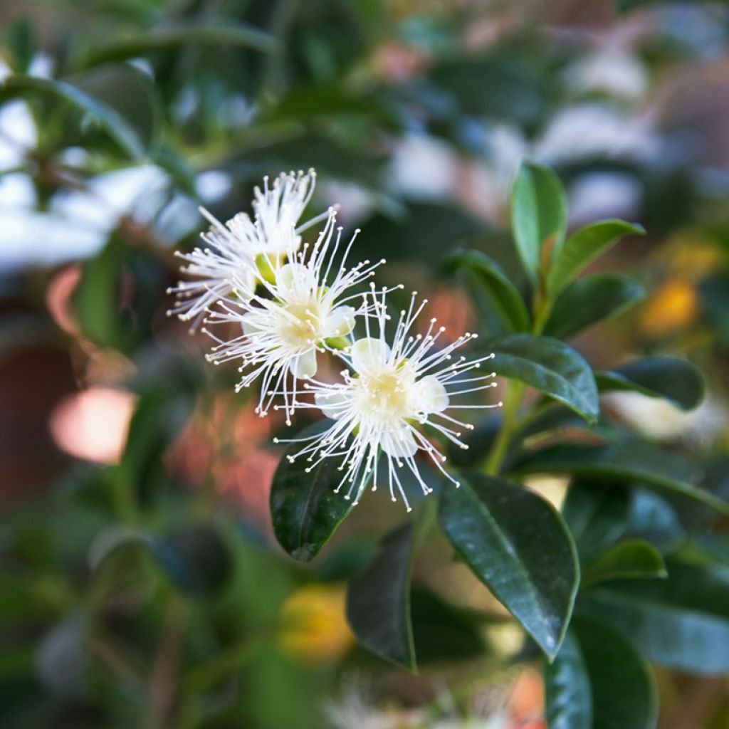 Surinaminkirsikka - Eugenia uniflora